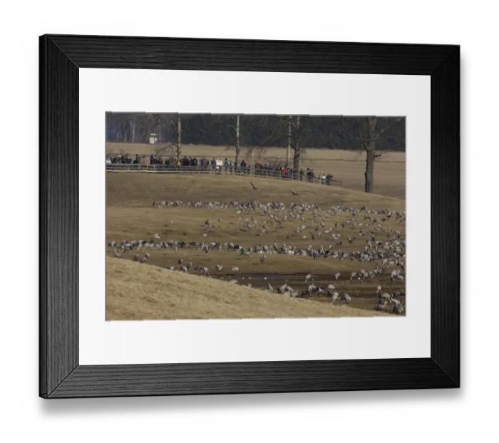 Framed Print : Common Cranes and bird watchers
