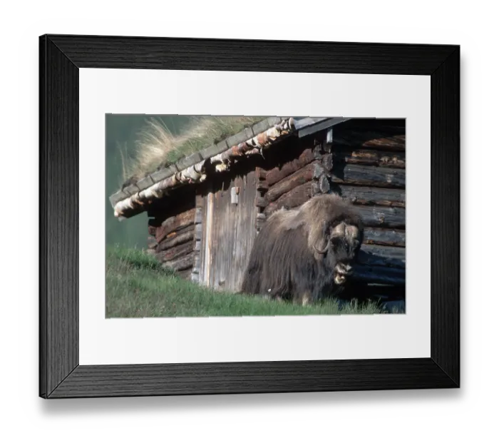 Framed Print : Muskox, Dovrefjell national park Framed Print : Muskox, Dovrefjell national park