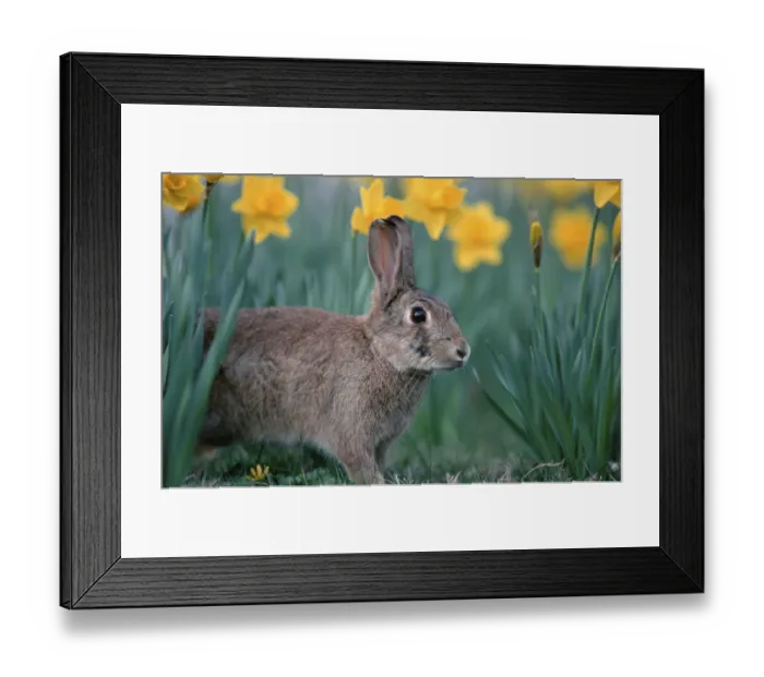 Framed Print : European Rabbit (Oryctolagus cuniculus) and daffodils