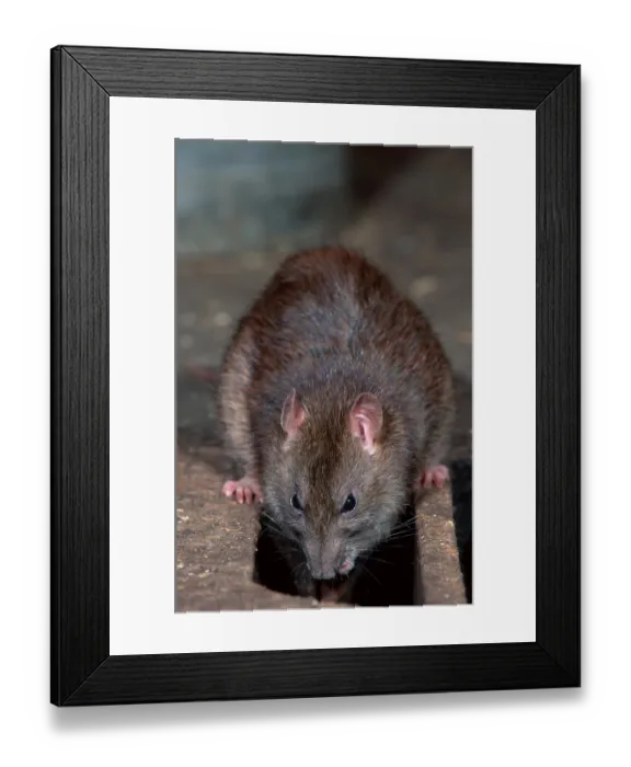 Framed Print : Brown Rat (Rattus norvegicus)