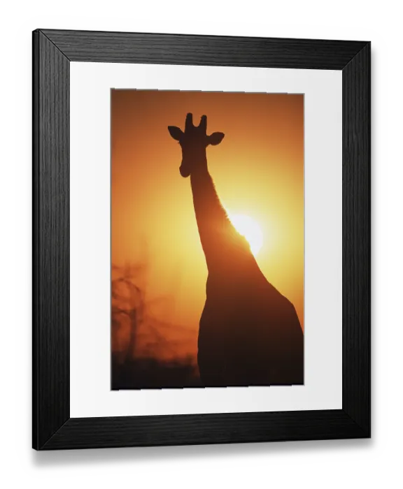 Framed Print : Giraffe (Giraffa camelopardalis) at sunset Framed Print : Giraffe (Giraffa camelopardalis) at sunset