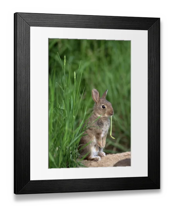 Framed Print : European Rabbit (Oryctolagus cuniculus)