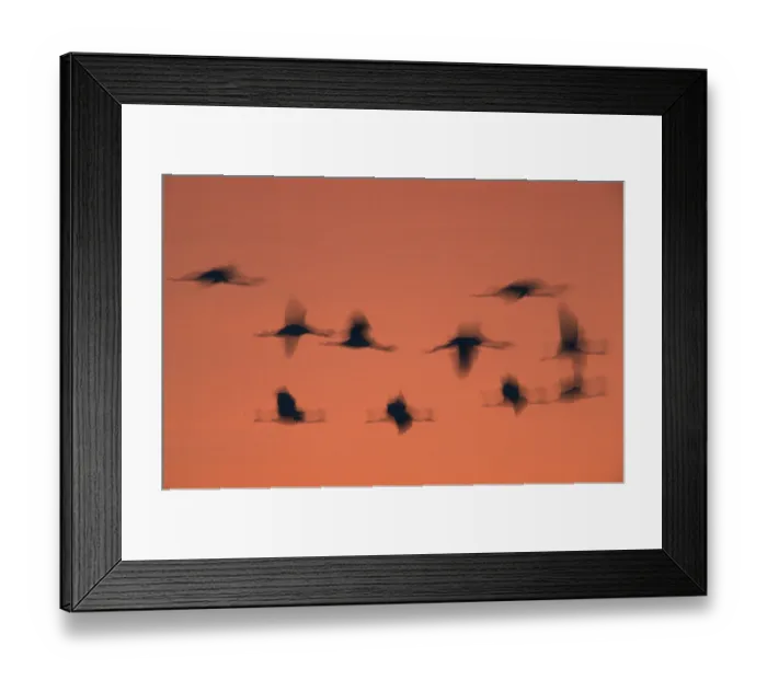 Framed Print : Common Cranes (Grus grus), Hornborgasjon, Sweden