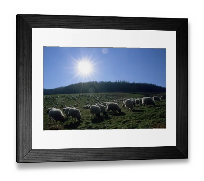 Framed Print : Flock of sheep on pasture, Hesse