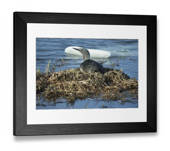 Framed Print : Red-throated Diver (Gavia stellata)