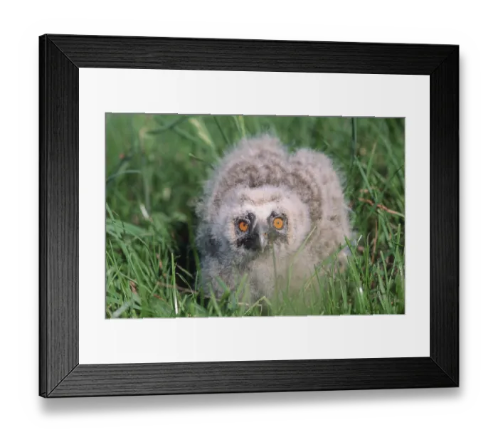 Framed Print : Young Short-eared Owl (Asio flammeus) Framed Print : Young Short-eared Owl (Asio flammeus)