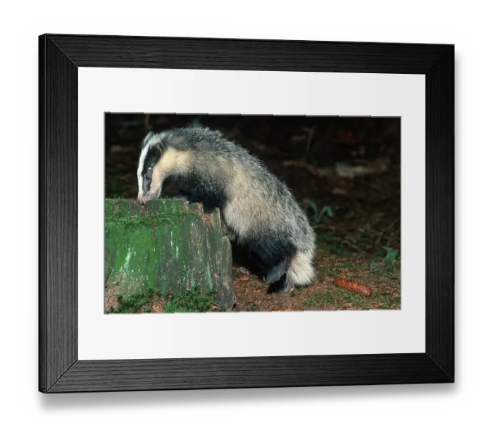Framed Print : Badger, Hessen, Germany (Meles meles)