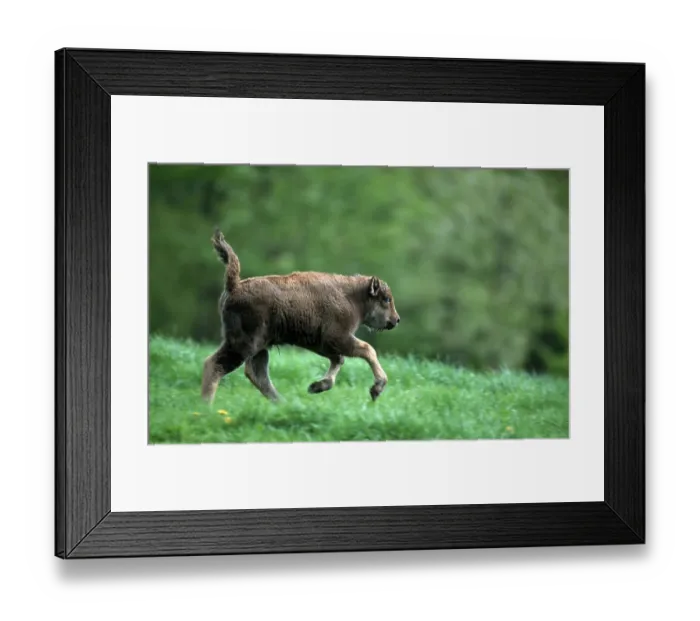 Framed Print : European Bison (Bison bonasus) calf