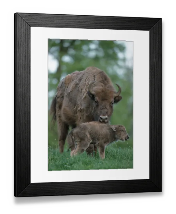 Framed Print : European Bisons (Bison bonasus), cow with calf Framed Print : European Bisons (Bison bonasus), cow with calf