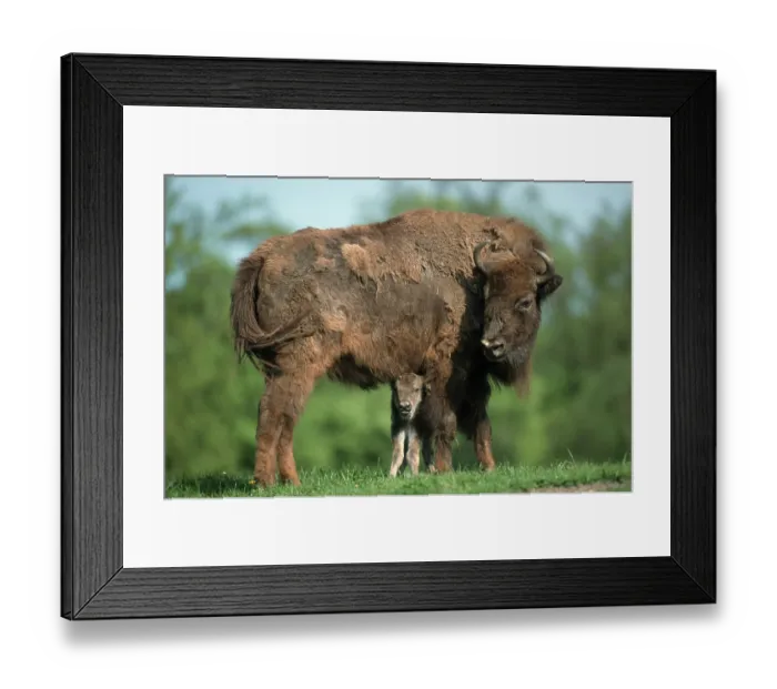 Framed Print : European Bisons (Bison bonasus), cow with calf