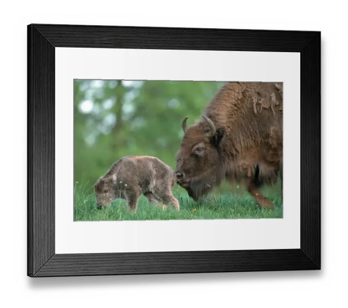 Framed Print : European Bisons (Bison bonasus), cow with calf