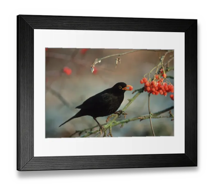Framed Print : Blackbird (Turdus merula), male