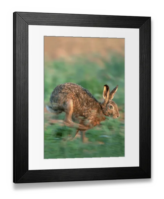 Framed Print : Brown Hare (Lepus europaeus), Hesse, Germany Framed Print : Brown Hare (Lepus europaeus), Hesse, Germany