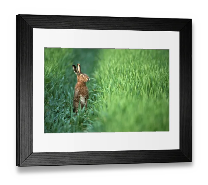Framed Print : Brown Hare (Lepus europaeus), Hessen, Germany Framed Print : Brown Hare (Lepus europaeus), Hessen, Germany