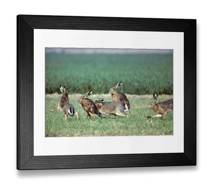 Framed Print : Brown Hares (Lepus europaeus), Hessen, Germany