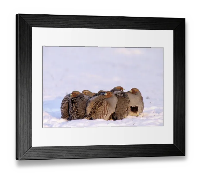 Framed Print : Grey (Perdix perdix) Partridges in winter Framed Print : Grey (Perdix perdix) Partridges in winter