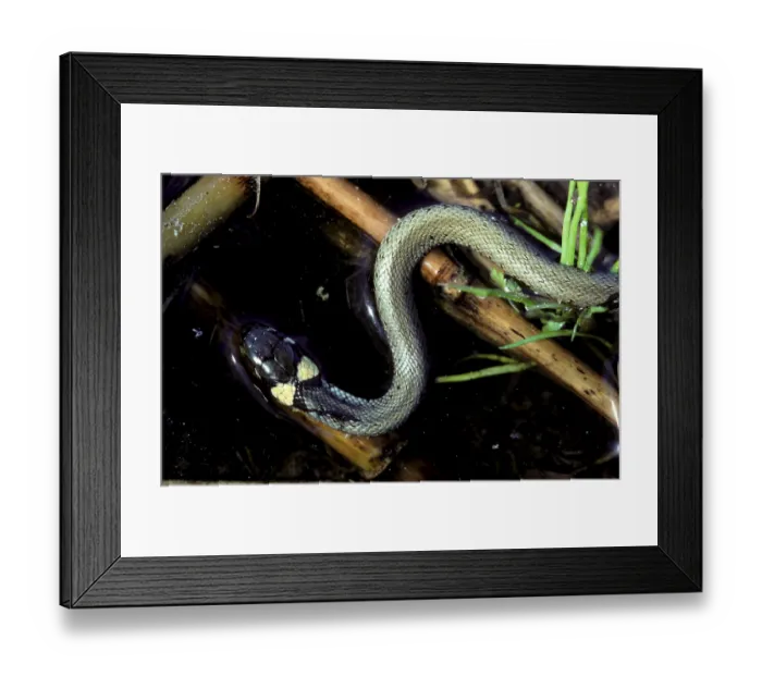 Framed Print : Grass Snake (Natrix natrix), Hessen, Germany