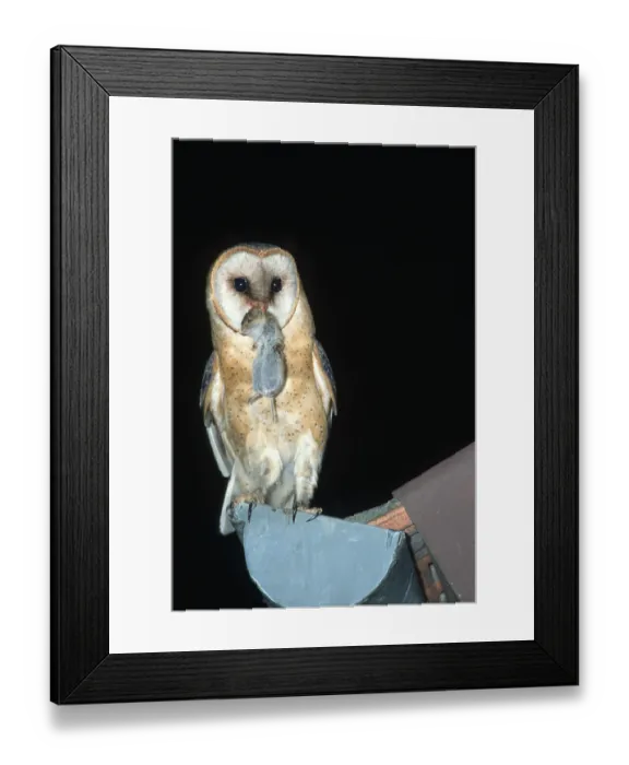 Framed Print : Barn Owl (Tyto alba) with mouse, Hessen, Germany Framed Print : Barn Owl (Tyto alba) with mouse, Hessen, Germany