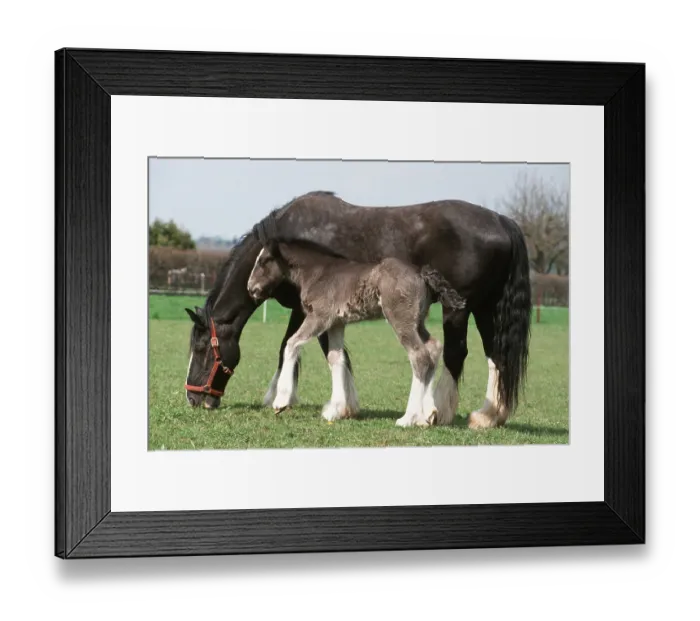 Framed Print : Shire Horses, mare with foal