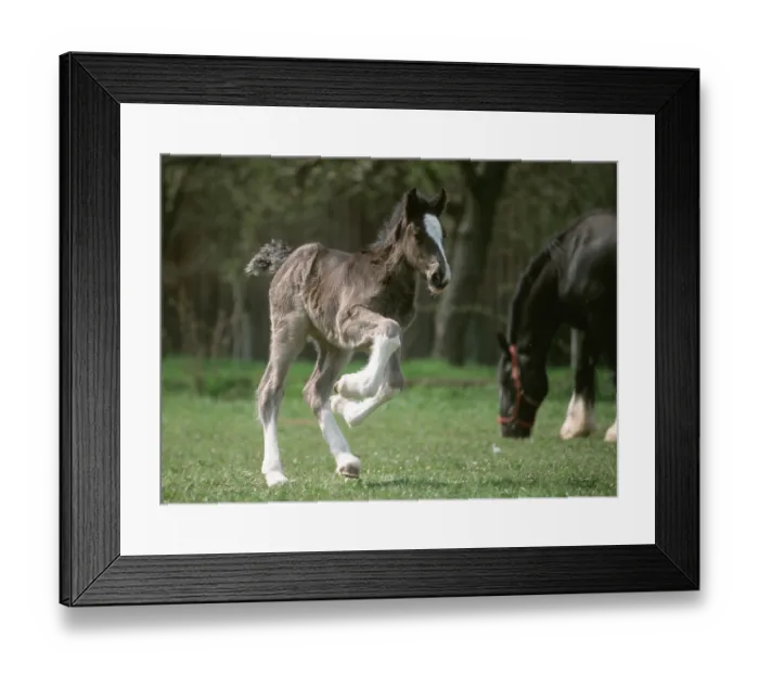 Framed Print : Shire horse, Foal
