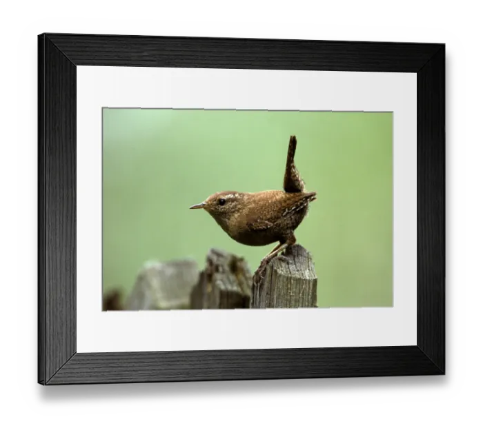 Framed Print : Northern Wren on fence, Hesse, Germany (Troglodytes troglodytes) Framed Print : Northern Wren on fence, Hesse, Germany (Troglodytes troglodytes)