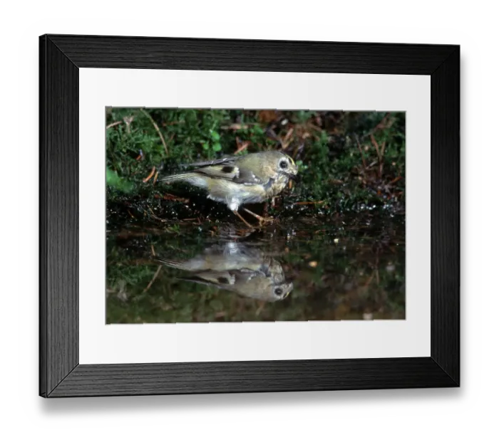 Framed Print : Goldcrest (Regulus regulus), Hessen, Germany Framed Print : Goldcrest (Regulus regulus), Hessen, Germany
