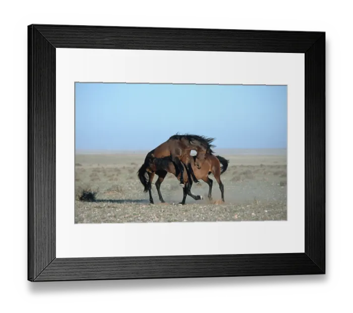 Framed Print : Wildhorses, fighting stallions Framed Print : Wildhorses, fighting stallions