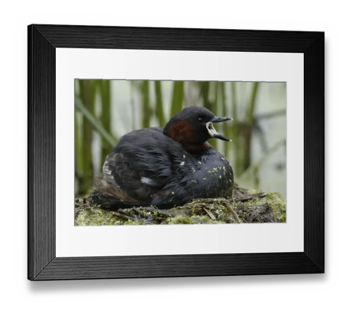 Framed Print : Little Grebe (Tachybaptus ruficollis) on nest
