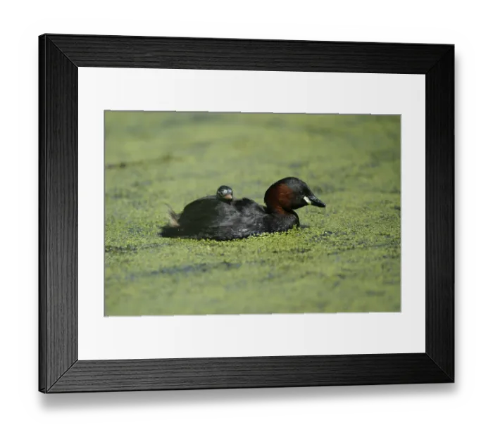 Framed Print : Little Grebe (Tachybaptus ruficollis) carrying chick on his back