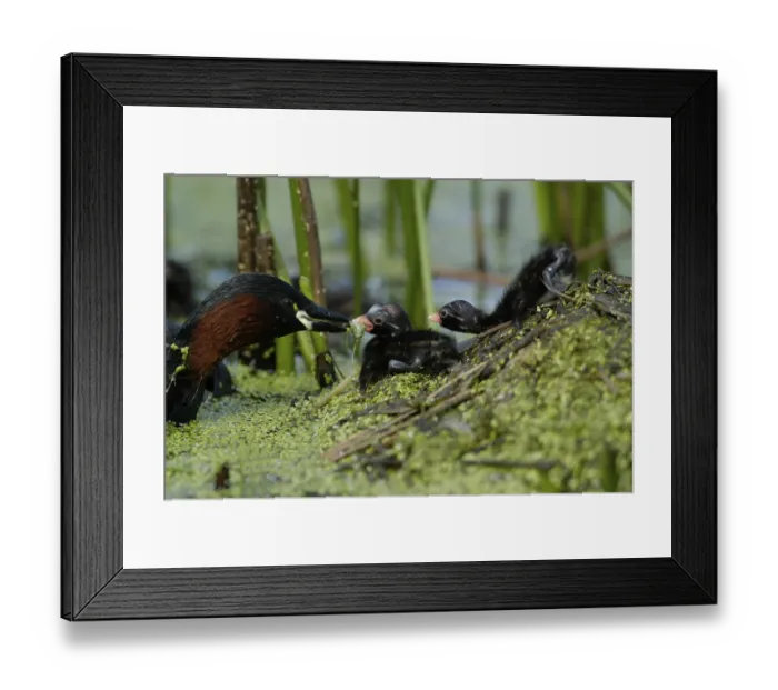 Framed Print : Little Grebe (Tachybaptus ruficollis) feeding chicks at nest
