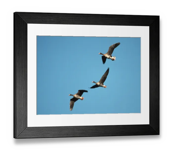 Framed Print : White-fronted Geese, Hessen, Germany (Anser albifrons)