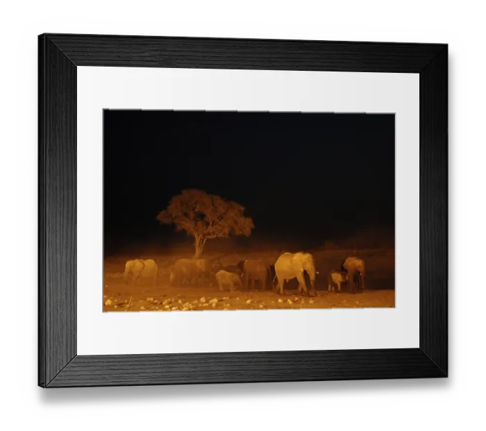 Framed Print : African Elephants (Loxodonta africana) at waterhole at night