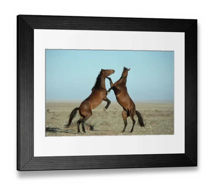 Framed Print : Wildhorses, fighting, desert stallion