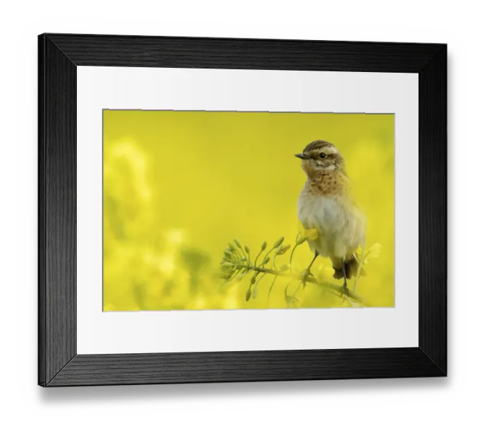 Framed Print : Whinchat, Hesse, Whinchat (Saxicola rubetra)