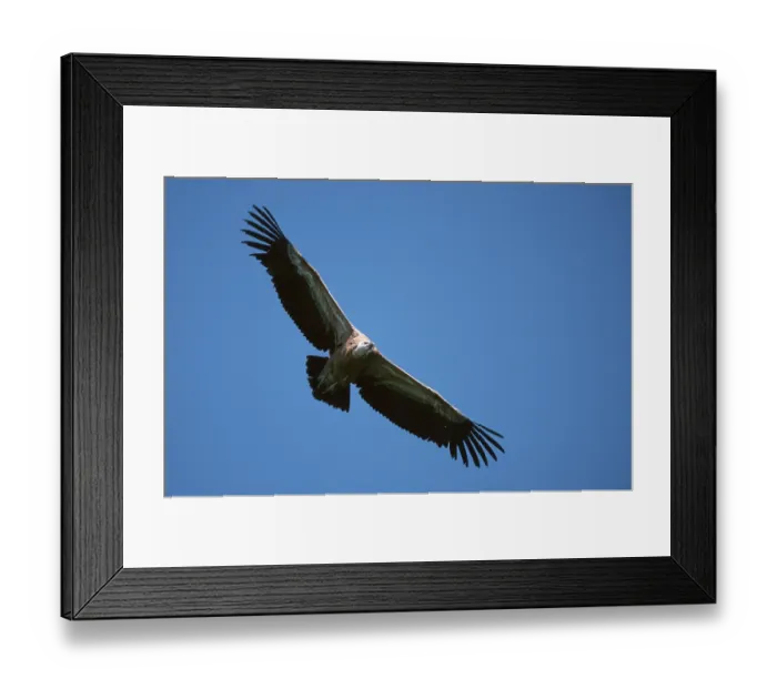 Framed Print : Griffon vulture, griffon vulture (Gyps fulvus)