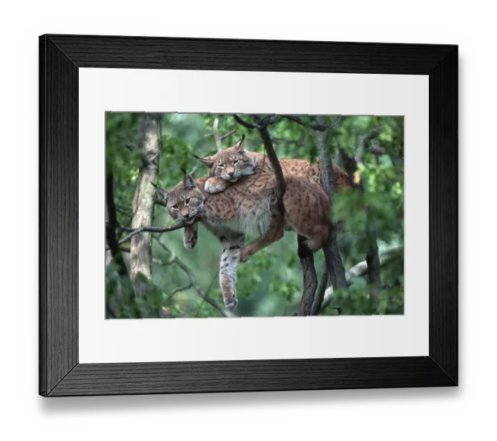 Framed Print : Eurasian lynxes (Lynx lynx) Framed Print : Eurasian lynxes (Lynx lynx)