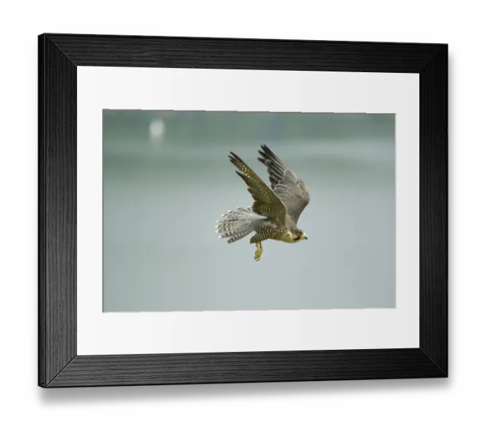 Framed Print : Peregrine Falcon (Falco peregrinus)