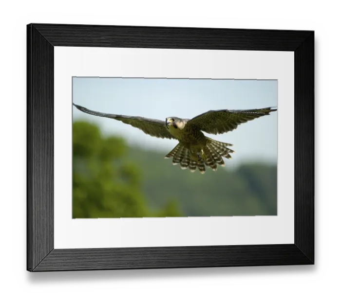 Framed Print : Peregrine Falcon (Falco peregrinus) Framed Print : Peregrine Falcon (Falco peregrinus)