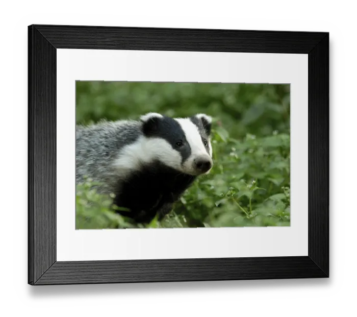 Framed Print : European badger (Meles meles), Hesse, Germany