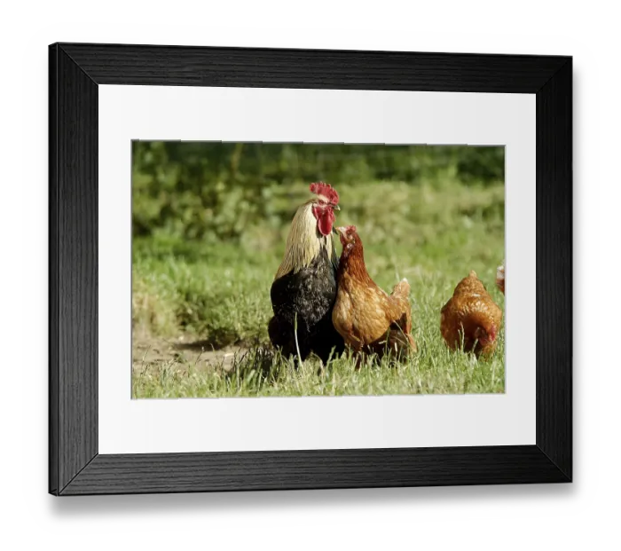 Framed Print : Domestic chickens, free range, cock and hens