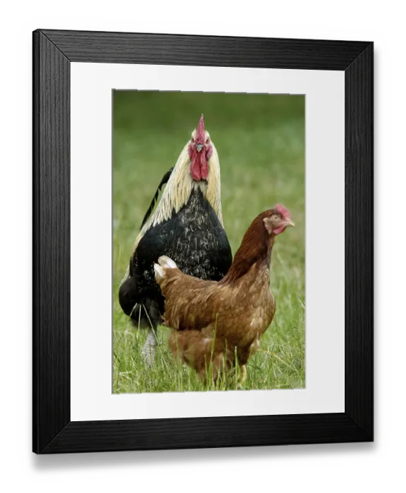 Framed Print : Domestic chickens, free range, cock and hen, cock Framed Print : Domestic chickens, free range, cock and hen, cock