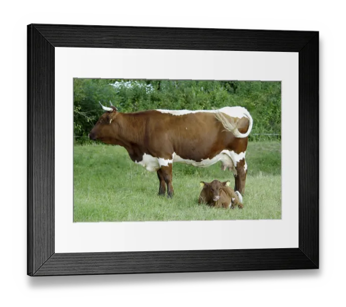 Framed Print : Cow with calf, calflet Cow, cows, cows calflet