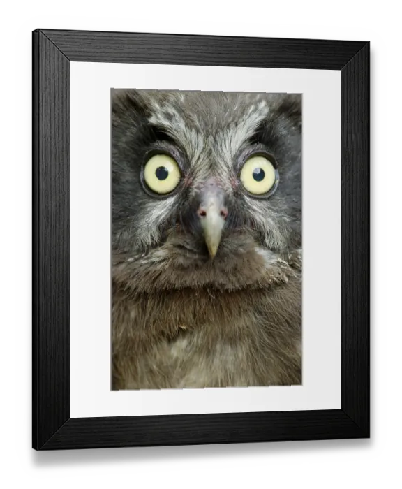 Framed Print : Young Tengmalm's owl (Aegolius funereus) Young Tengmalm's owl (Aegolius funereus)