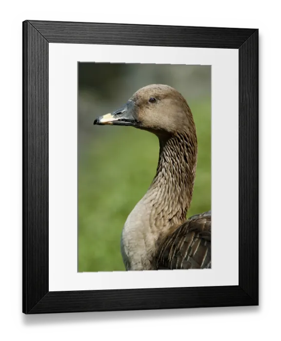 Framed Print : Bean Goose (Anser fabalis), lateral, side
