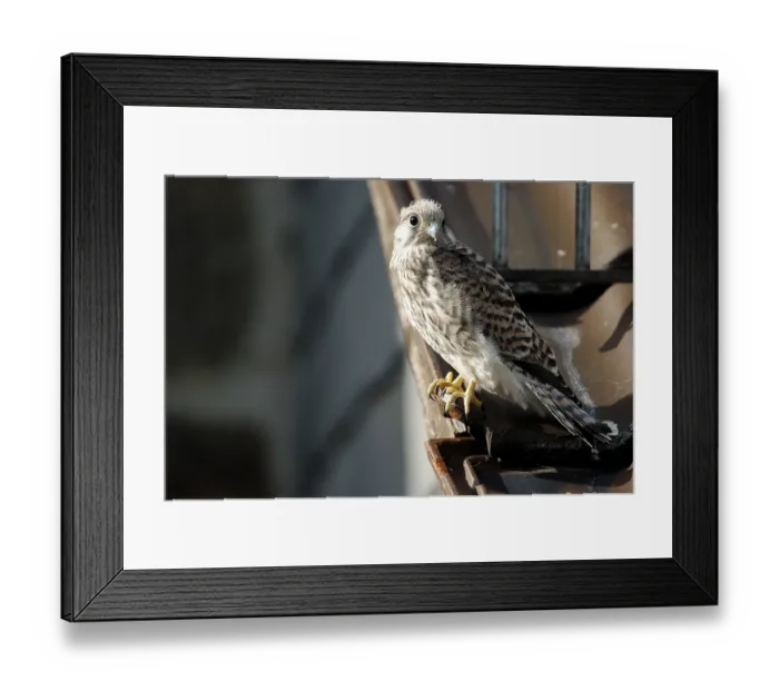 Framed Print : Common Common Kestrel (Falco tinnunculus)
