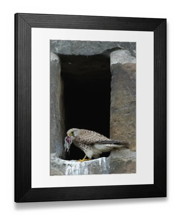 Framed Print : Common kestrel (Falco tinnunculus) Framed Print : Common kestrel (Falco tinnunculus)