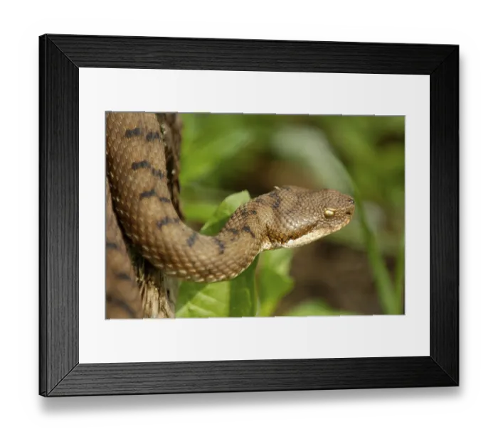 Framed Print : Asp viper (Vipera aspis)