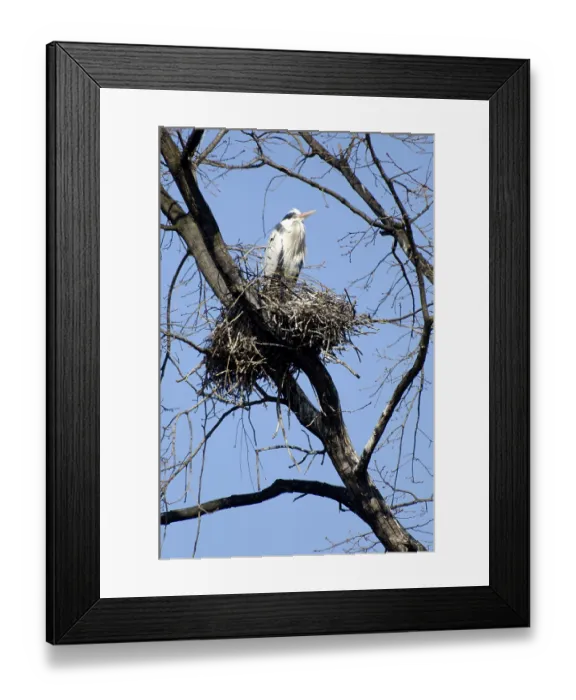 Framed Print : Grey heron (Ardea cinerea) at nest