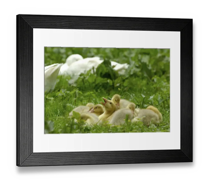 Framed Print : Domestic geese, goslings Framed Print : Domestic geese, goslings