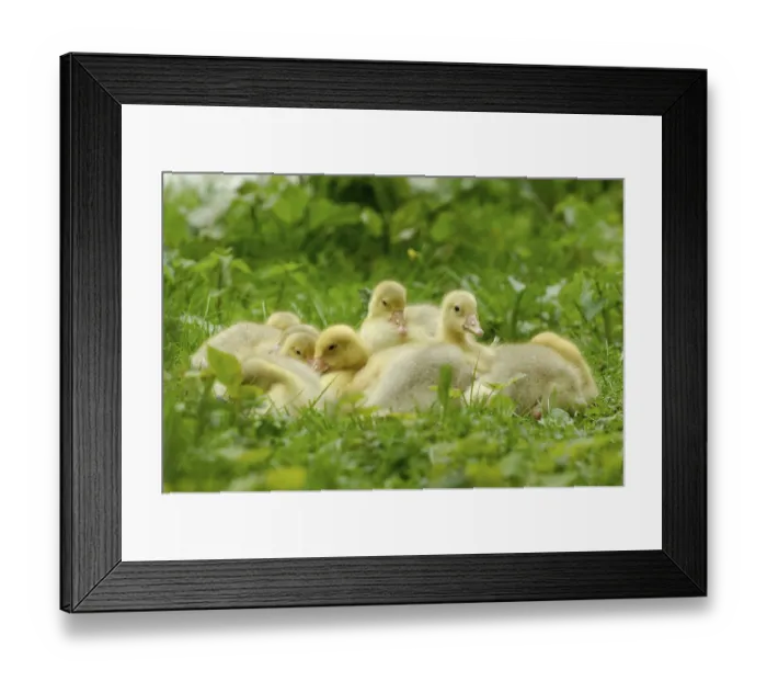Framed Print : Domestic geese, goslings
